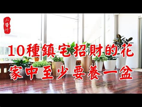 室內假植物風水|家中假植物風水秘笈